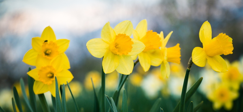 Daffodils_field