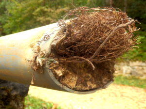 drainage-pipe-blocked-with-tree-roots