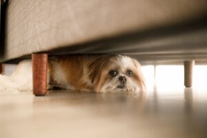 dog-hiding-under-sofa