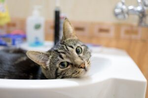 cat-lies-in-sink-and-looks-at-us